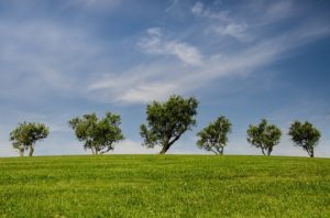 trees-environment-affect-our-health